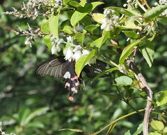 Byasa polyeuctes