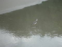 Vanellus chilensis
