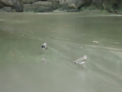 Vanellus chilensis