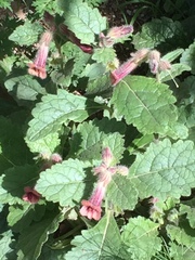 Rehmannia glutinosa