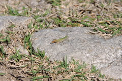 Allotruxalis gracilis