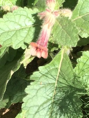 Rehmannia glutinosa