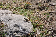 Allotruxalis gracilis