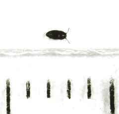 Acrotrichis sericans