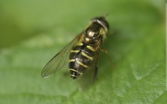 Dasysyrphus venustus