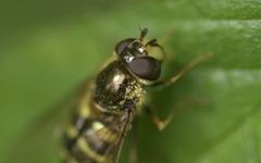 Dasysyrphus venustus