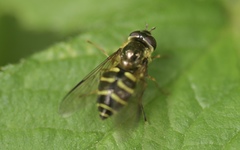 Dasysyrphus venustus