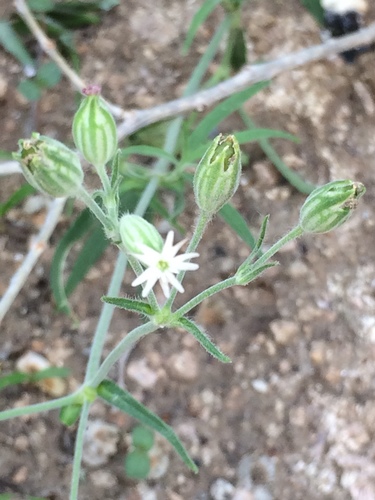 Silene aprica iNat (2)