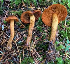 Cortinarius aurantiobasis