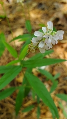 Orbexilum pedunculatum