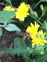 Episyrphus balteatus