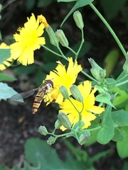 Episyrphus balteatus