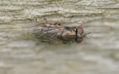 Orthonevra geniculata