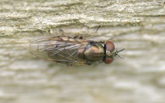 Orthonevra geniculata