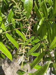 Rhus copallina image