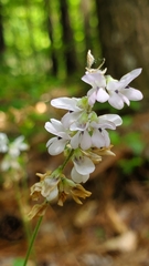 Orbexilum pedunculatum