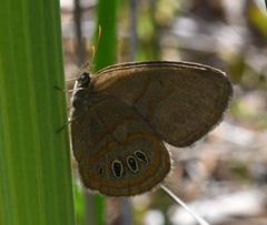 Neonympha helicta