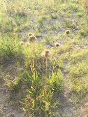 Marshallia caespitosa