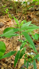 Orbexilum pedunculatum