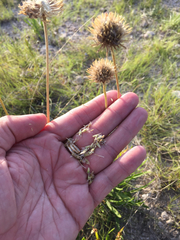 Marshallia caespitosa