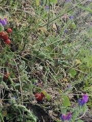 Solanum lycopersicum image