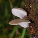 Toothed Jelly Fungus - Photo (c) Reiner Richter, some rights reserved (CC BY-NC-SA)