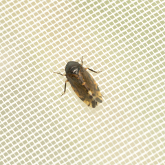 Xestocephalus japonicus