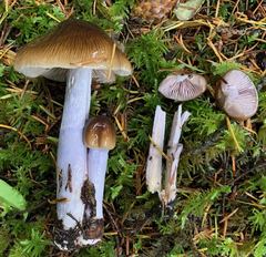 Cortinarius collinitus
