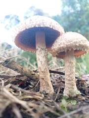 Lacrymaria asperospora