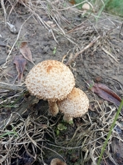 Lacrymaria asperospora