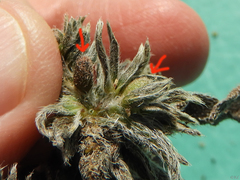 Schizomyia macrofila