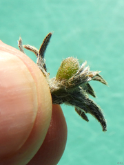 Schizomyia macrofila