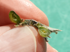 Schizomyia macrofila