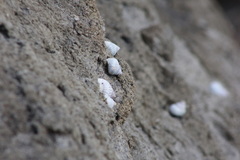 Cenchritis muricatus