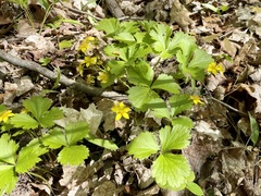 Waldsteinia