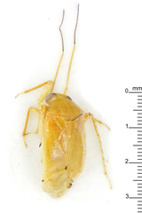 Moissonia