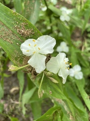 Tradescantia ozarkana