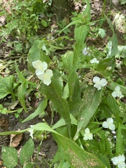 Tradescantia ozarkana