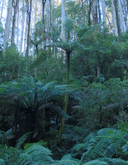 Cyathea cunninghamii