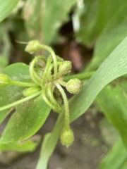 Tradescantia ozarkana