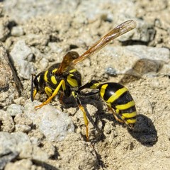 Katamenes arbustorum