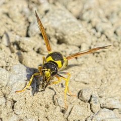 Katamenes arbustorum