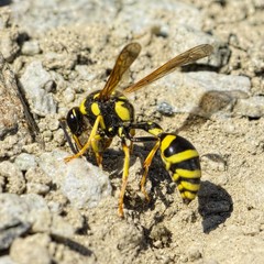 Katamenes arbustorum