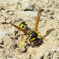 Katamenes arbustorum