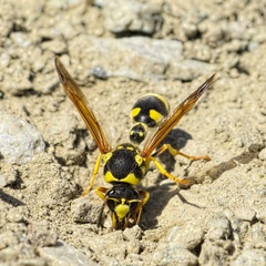 Katamenes arbustorum