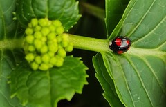 Harmonia axyridis