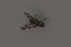 Tephritis vespertina