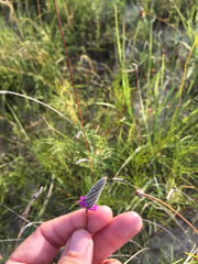 Dalea tenuis