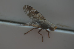 Tephritis vespertina