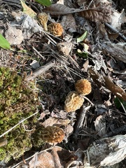 Morchella diminutiva
